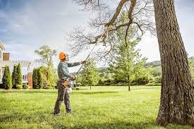 How Our Tree Care Process Works  in  Crewe, VA