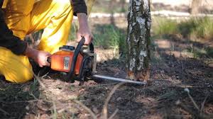 Best Tree Removal  in Crewe, VA