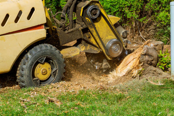 Best Grass Overseeding  in Crewe, VA