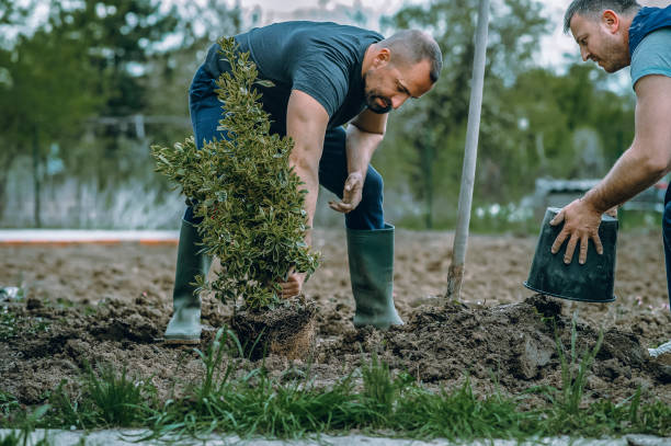 Best Aeration Services  in Crewe, VA