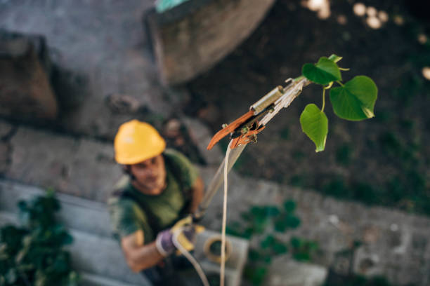 Best Arborist Consultation Services  in Crewe, VA