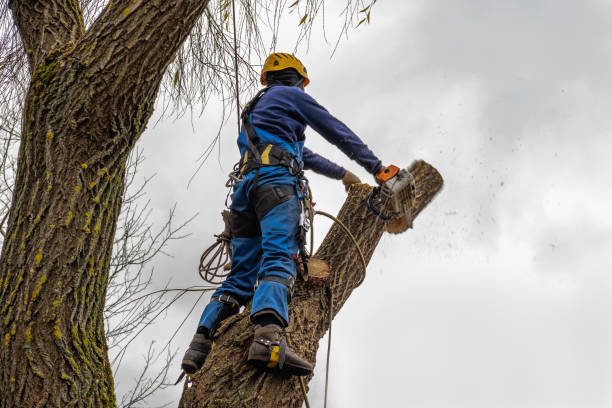Best Tree Cabling and Bracing  in Crewe, VA