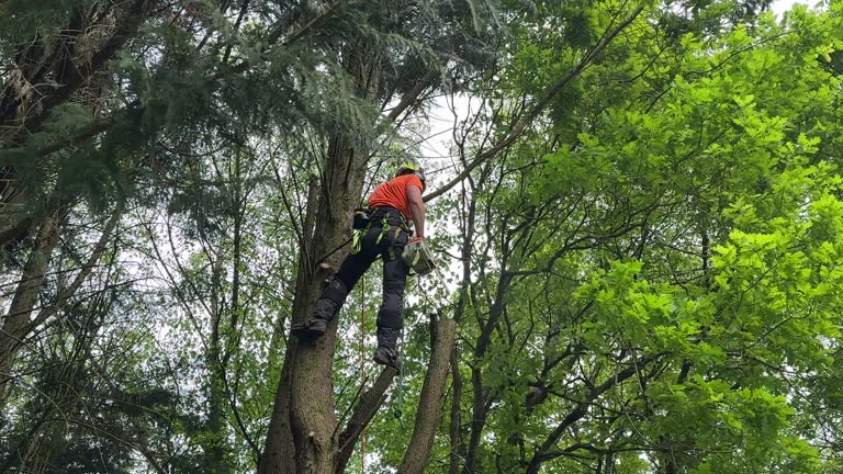 Trusted Crewe, VA Tree Services Experts