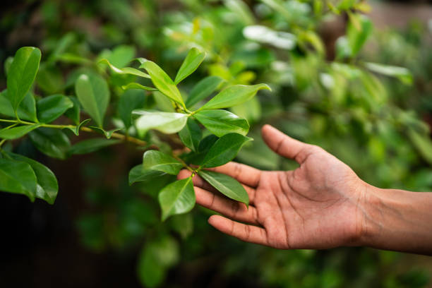 Best Tree Preservation Services  in Crewe, VA