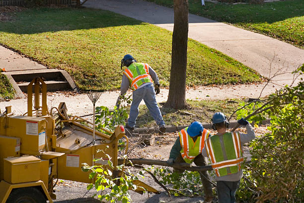 Best Storm Damage Tree Cleanup  in Crewe, VA