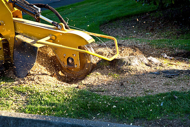 Best Weed Control  in Crewe, VA
